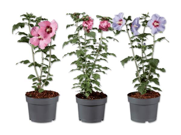 Gartenhibiskus