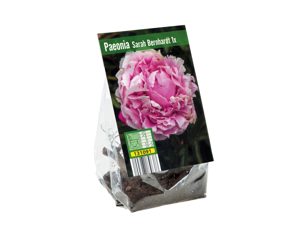 Peony Bulb1