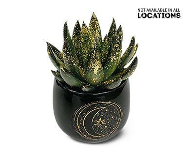 2" Star Gazing Succulent Assorted Varieties