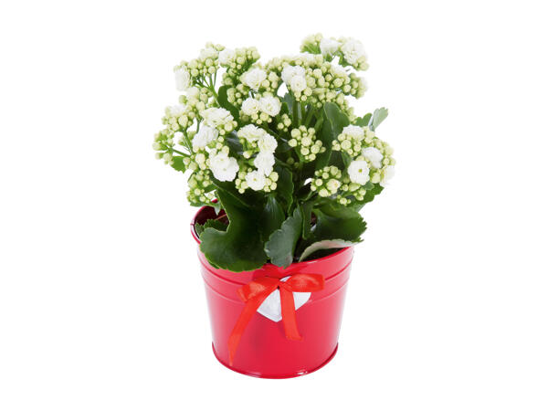 Kalanchoe in galvanized pot/ decorated pot