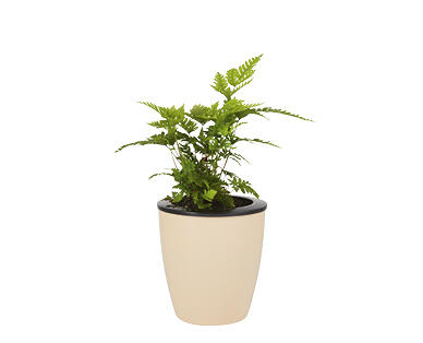 Water Well Wick Pot with Ferns