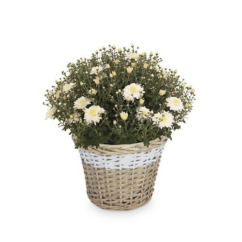 GARDENLINE Chrysanthemen-Busch