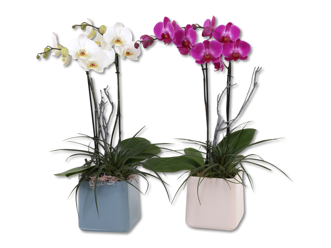 phalenopsis mundo in vaso di ceramica