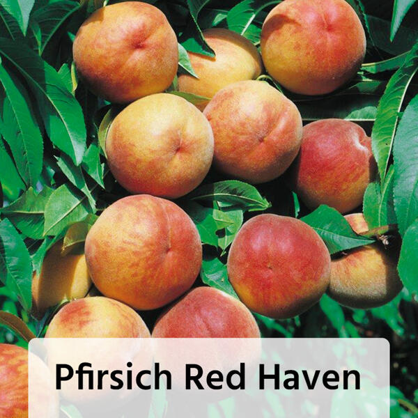 Obstbaum im Jutesack