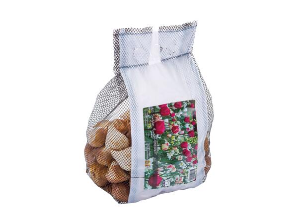 Landscape Bulb Mix