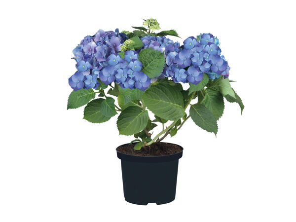 Garden Hydrangea