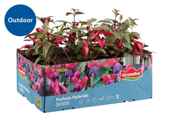 Fuchsias