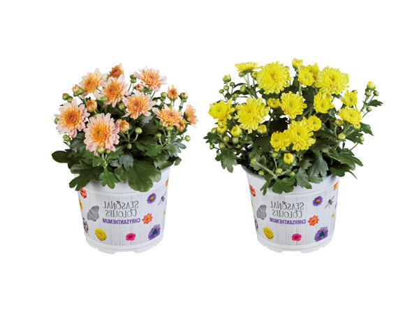 Chrysanthemums Multiflora