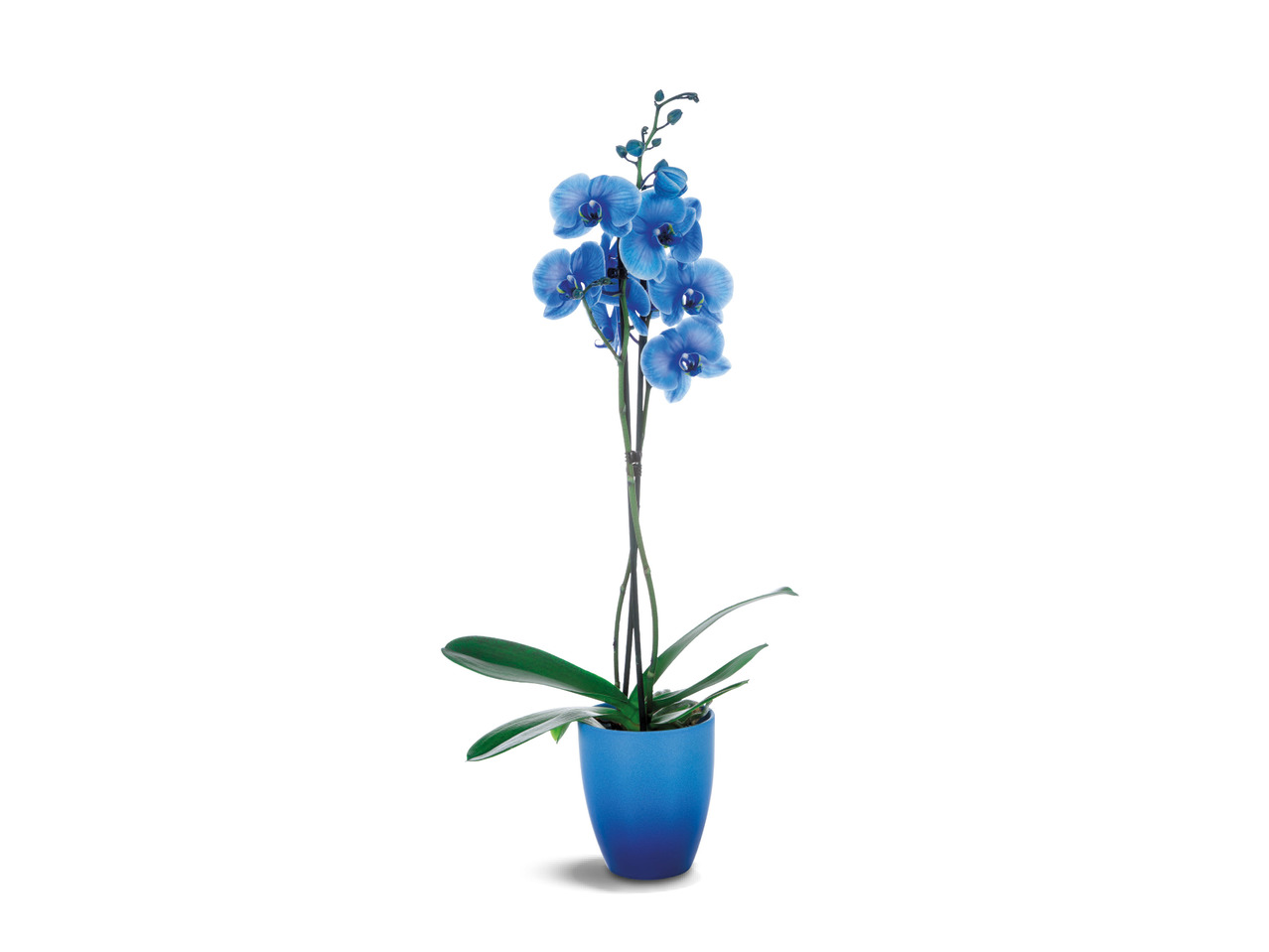 Colourful Orchids in Pot1