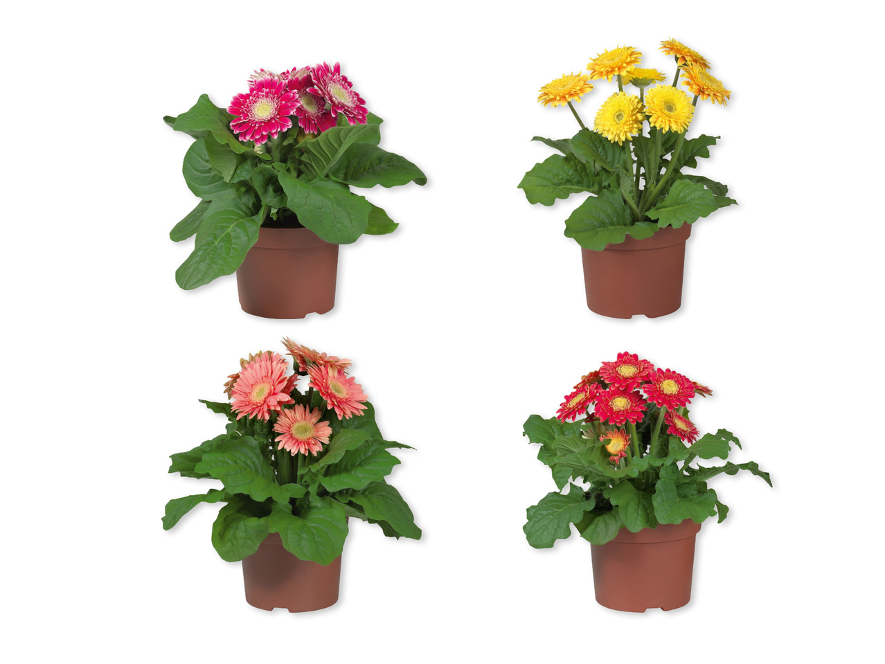 Gerbera
