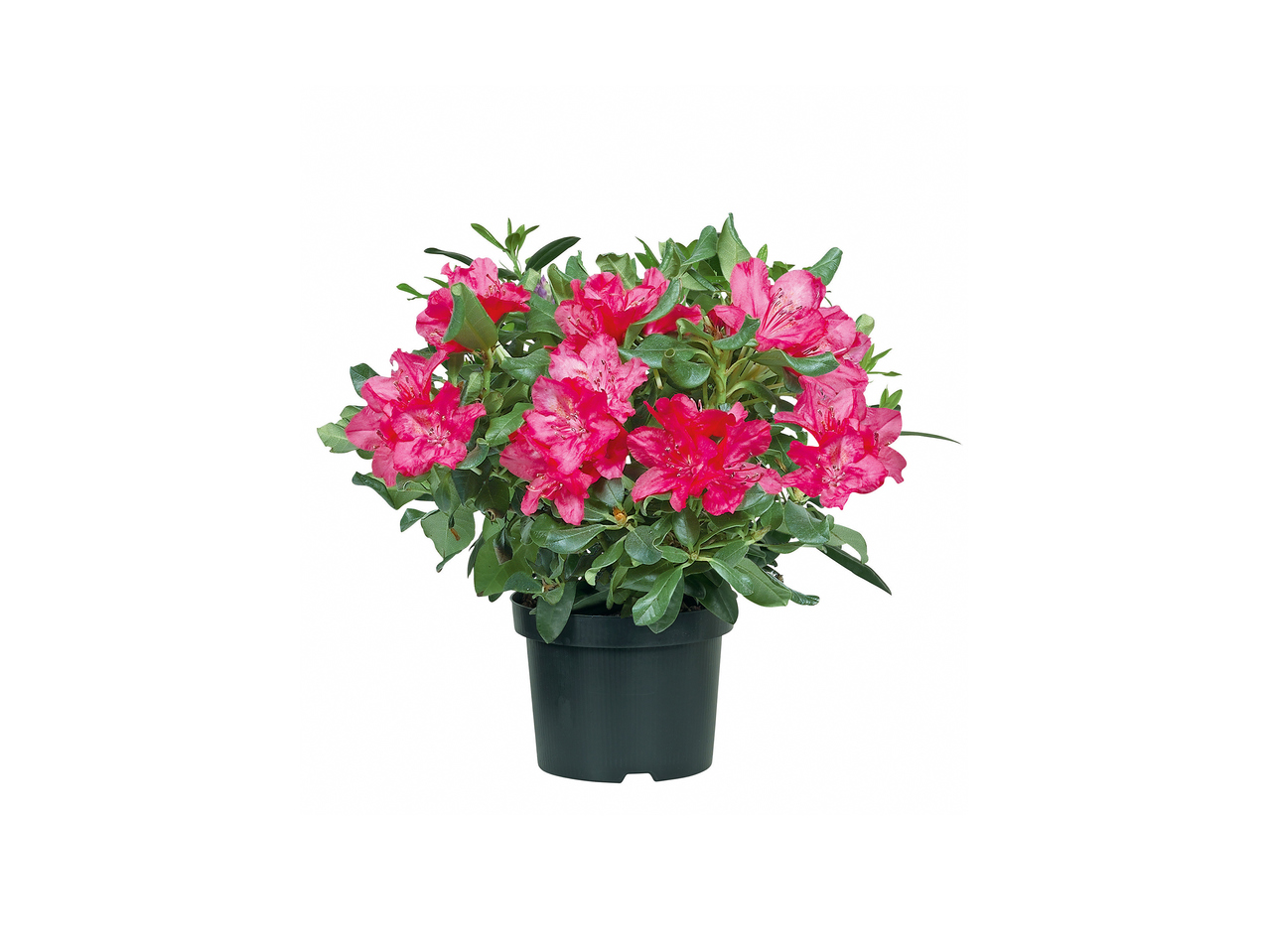 Rhododendron 1
