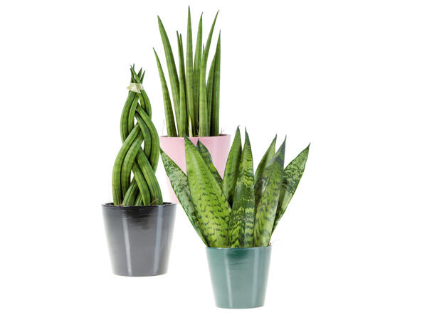Sanseveria