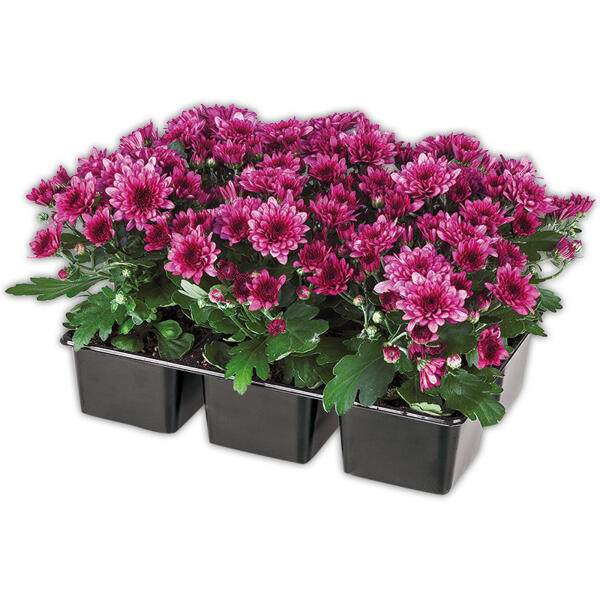 Chrysanthemen