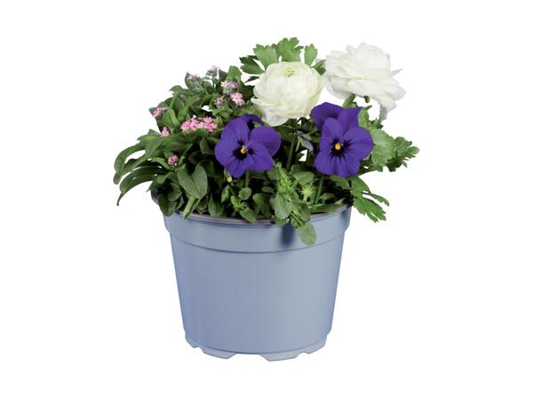 Potted Spring Mix