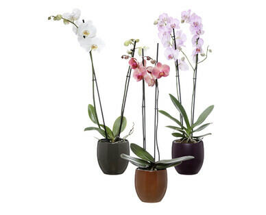 ORCHIDÉE