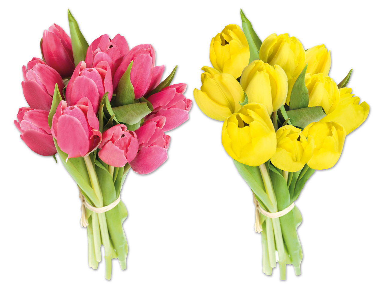 Tulpen