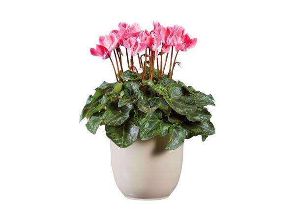 Cyclamen