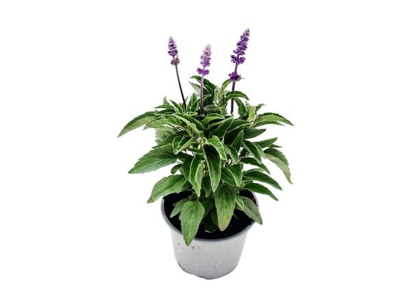 Salvia Farina