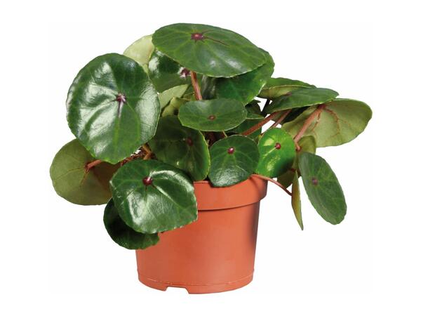 Plant Mix