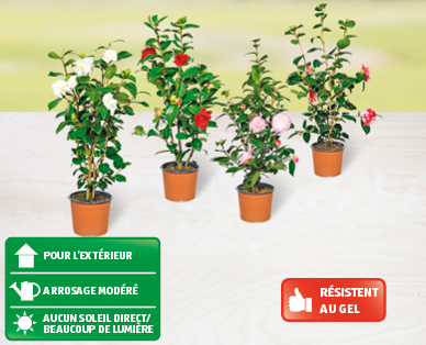 Camélia GARDENLINE(R)