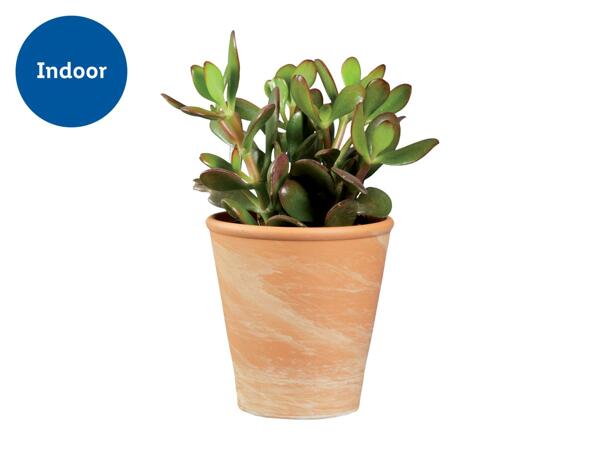 Succulents in a Terracotta Ceramic