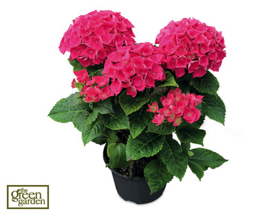 Hydrangea