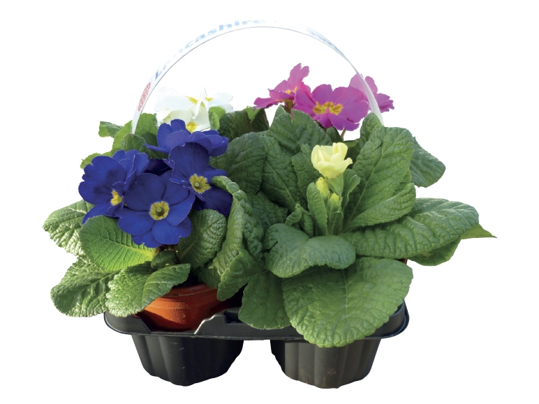 British Primroses