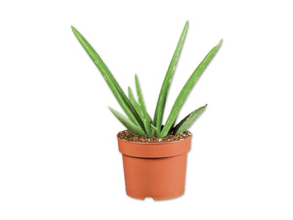 Aloe Vera