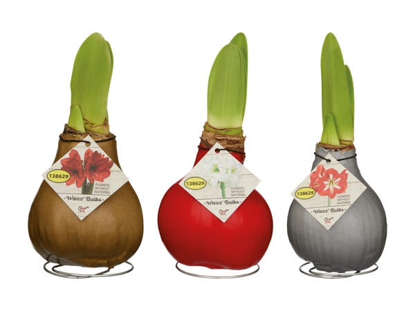 Amaryllis cirée