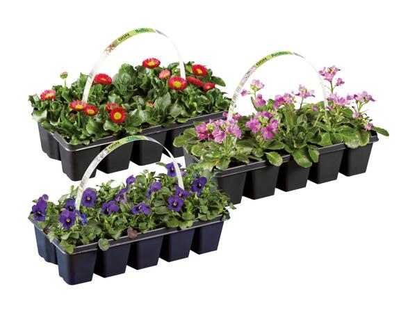 Forårsblomster