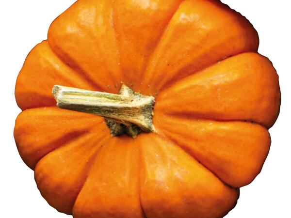 Giant Pumpkin