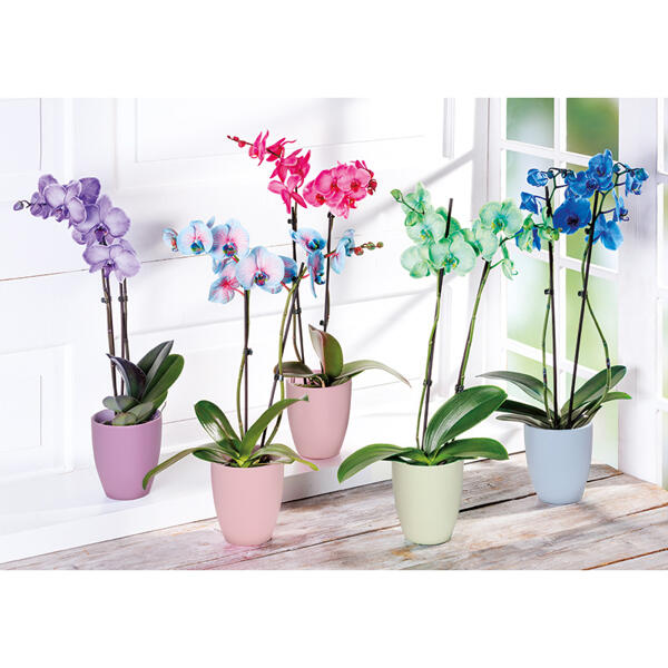 Phalaenopsis "Royal Mix"