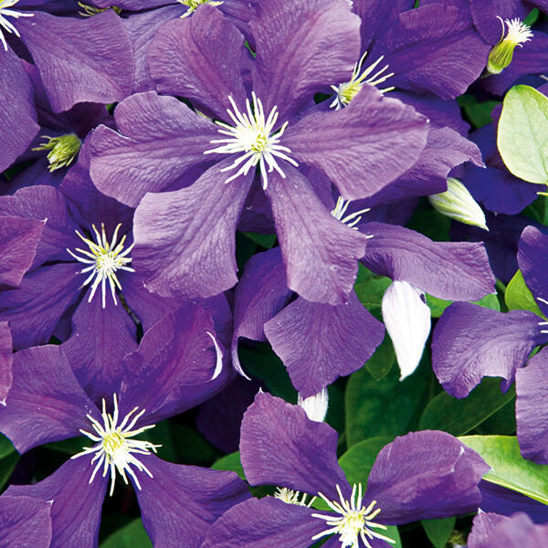 Blühende Clematis XL "Waldrebe"
