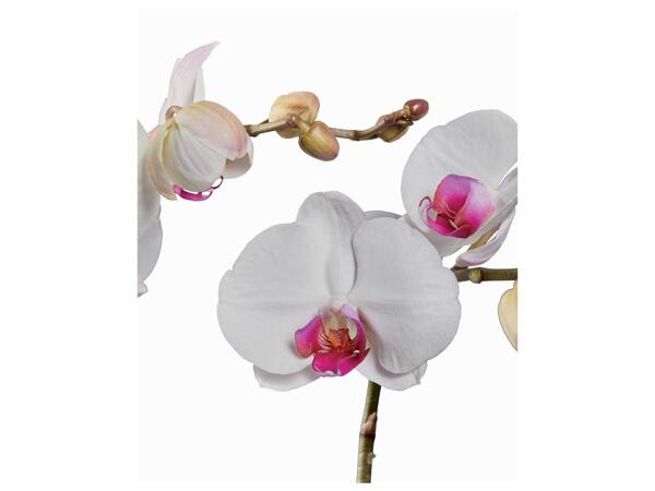 Orchidée 2 tiges