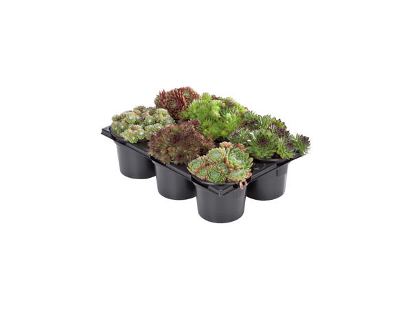 Sempervivum