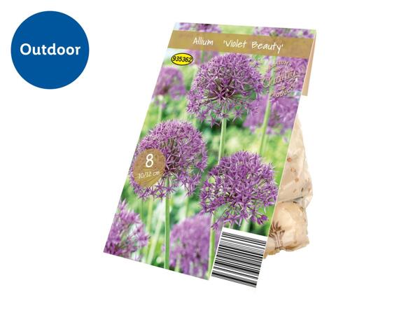 Premium Bulbs Allium "Violet Beauty"