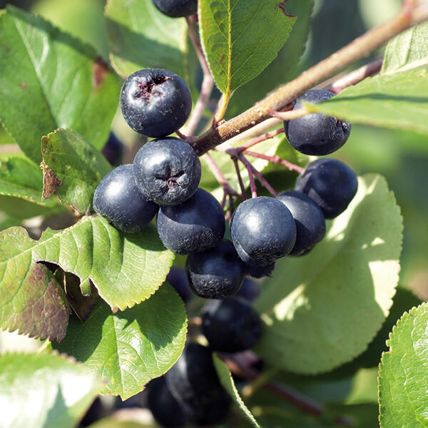 Vitaminreiche Beerensträucher