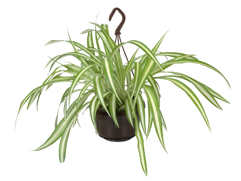 Indoor Hanging Baskets