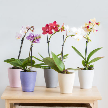 Mini orchidée