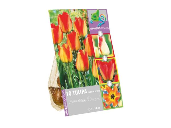 Colour Changing Bulbs