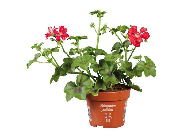 Trailing Geranium