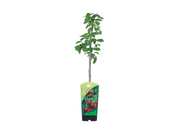Minifrugttræ