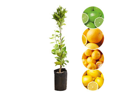 Citrus 5L
