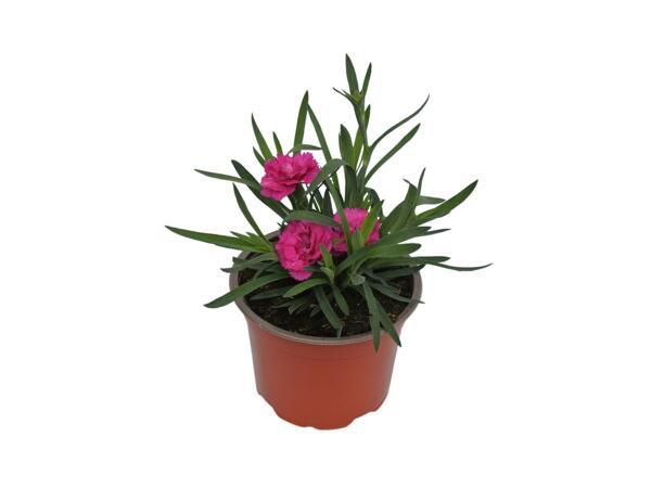 Scented Dianthus