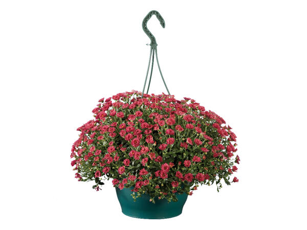 Chrysanthemum in Hanging Basket
