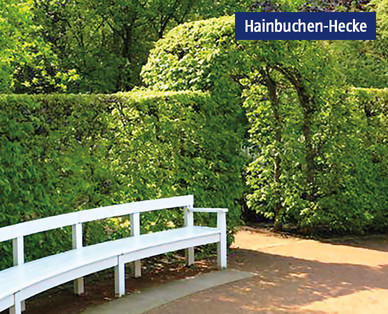 Österreichische Hainbuche