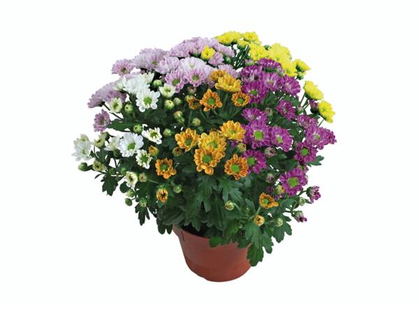 5-farvet krysantemum