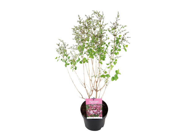 Pink Syringa