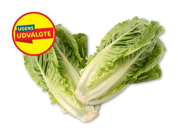 Økologisk dansk hjertesalat