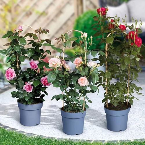 Duftrose
